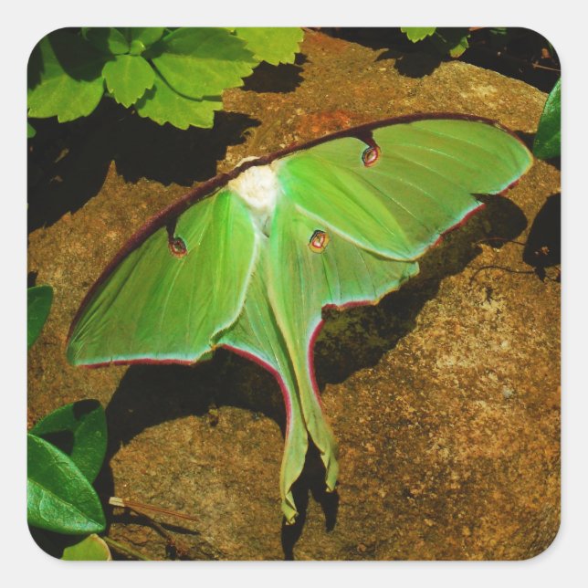 Giant Green Luna moth Quadratischer Aufkleber (Vorderseite)