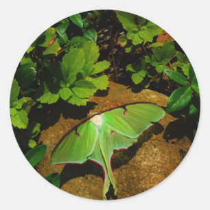 Giant Green Luna moth Runder Aufkleber