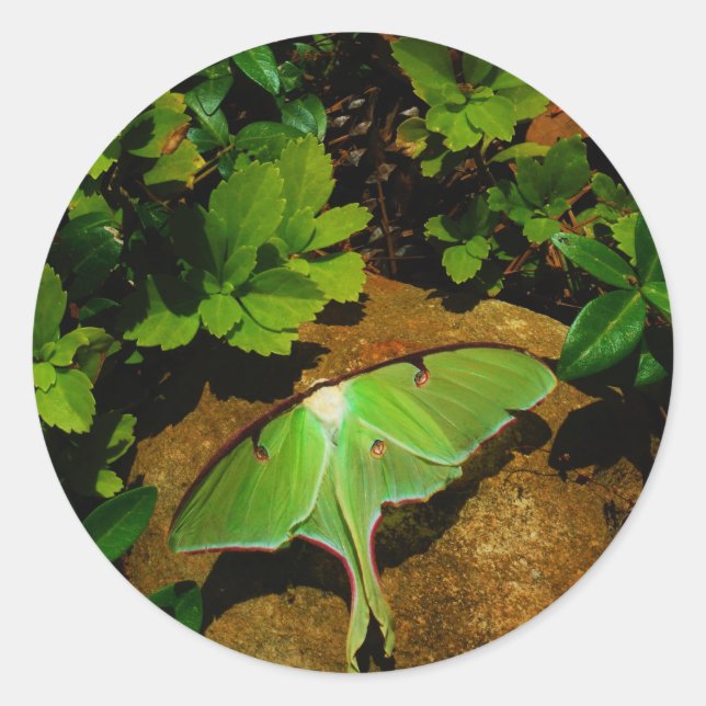 Giant Green Luna moth Runder Aufkleber (Vorderseite)