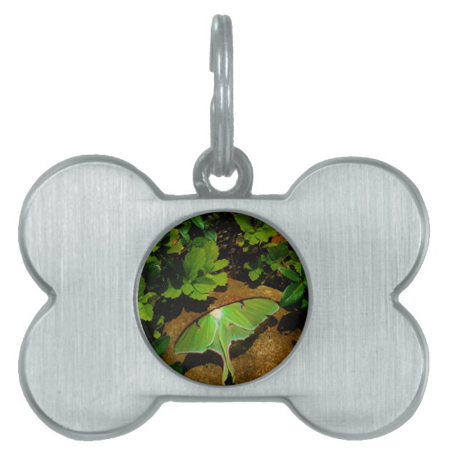 Giant Green Luna moth Tiermarke (Vorderseite)