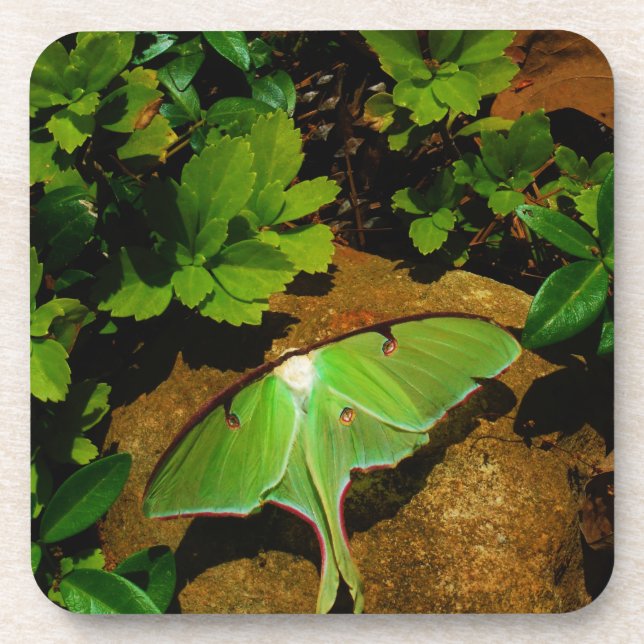 Giant Green Luna moth Untersetzer (Vorderseite)