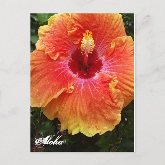 Giant Hibiskus Aloha Postcard Postkarte (Vorderseite)