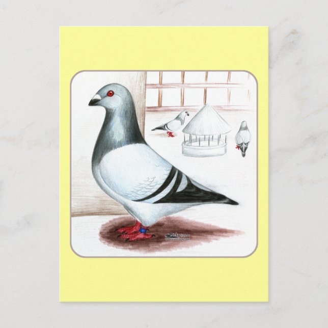 Giant Homer Pigeon 1973 Postkarte (Vorderseite)