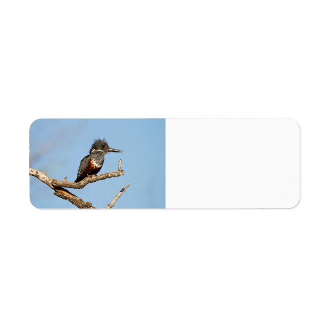 Giant Kingfisher (Vorne)