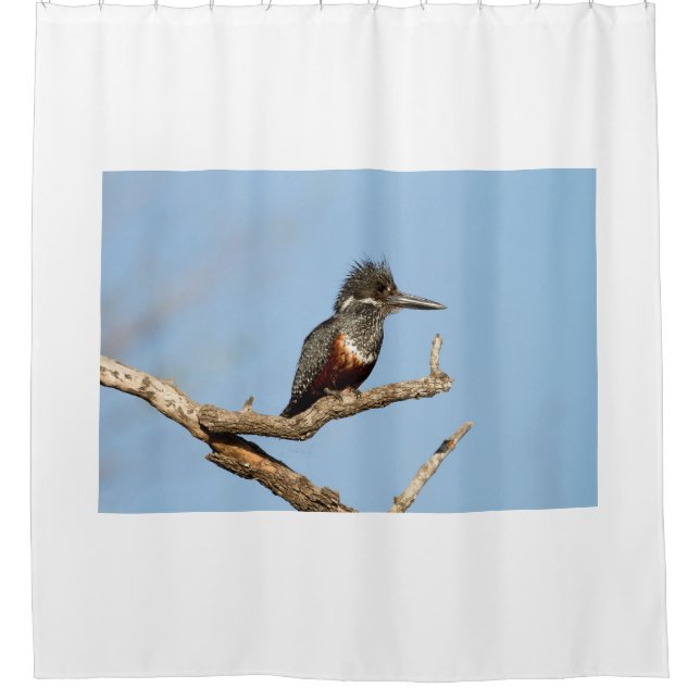 Giant Kingfisher Duschvorhang (Vorderseite)