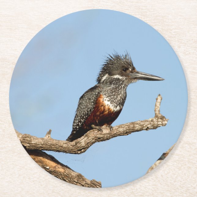 Giant Kingfisher Runder Pappuntersetzer (Vorderseite)