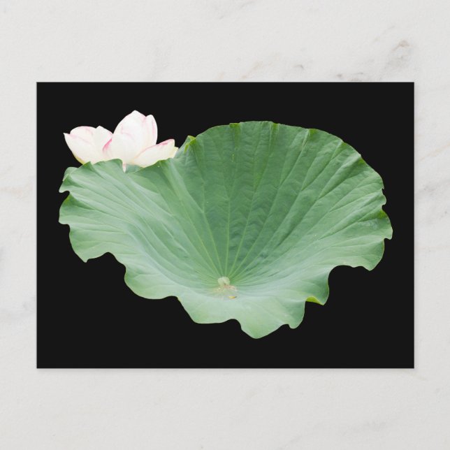 Giant Lotus Leaf mit Bloom Postkarte (Vorderseite)
