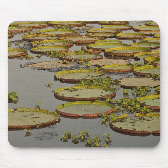 Giant oder Victoria Lilies Victoria amazonica, Mousepad (Vorne)