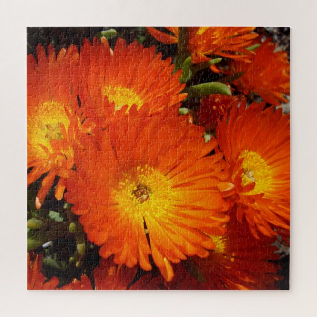 Giant Orange Daisies, (Vertikal)