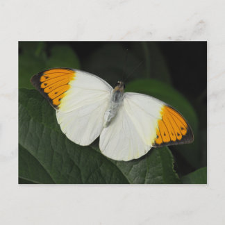 Giant Orange Tip Butterfly Postkarte