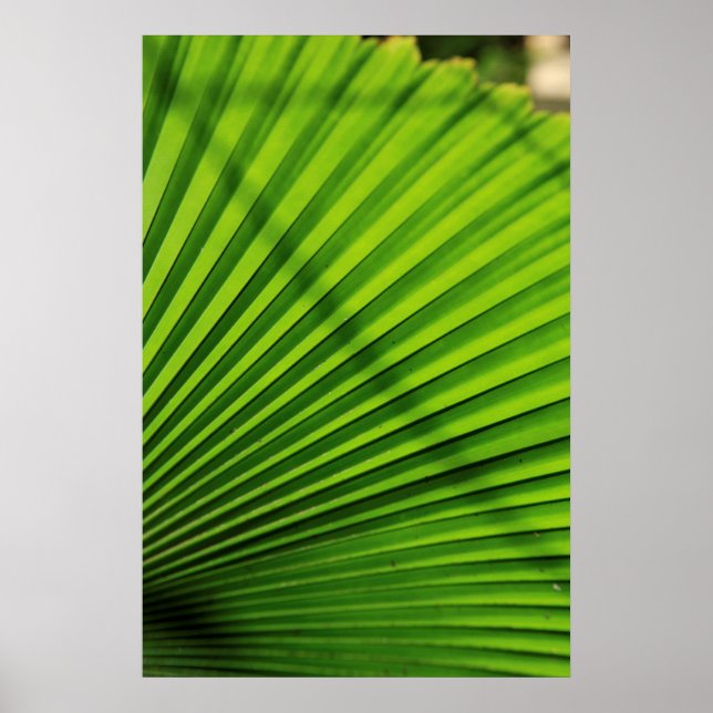 Giant Palm Leaf Pattern Poster (Vorne)