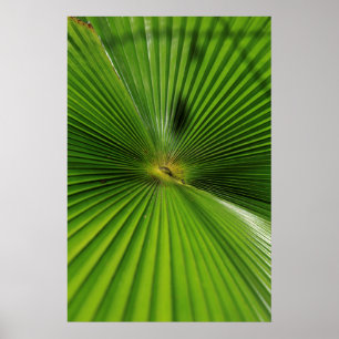 Giant Palm Leaf, Queensland Poster