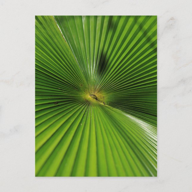 Giant Palm Leaf, Queensland Postkarte (Vorderseite)