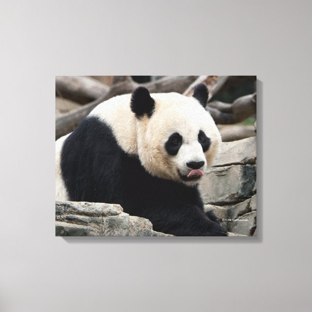 Giant Panda auf Steinen Leinwanddruck (Vorderseite)