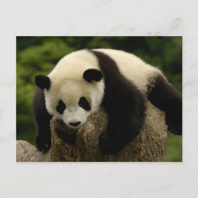 Giant panda baby (Ailuropoda melanoleuca) 4 Postkarte (Vorderseite)