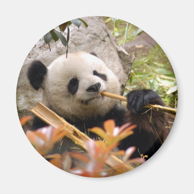 Giant Panda Bear & Baby Panda Magnet (Vorne)