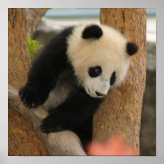 Giant Panda Bear & Baby Panda Poster