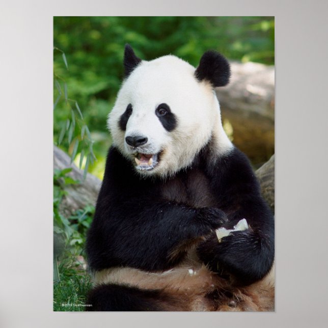 Giant Panda Eating Bamboo Poster (Vorne)
