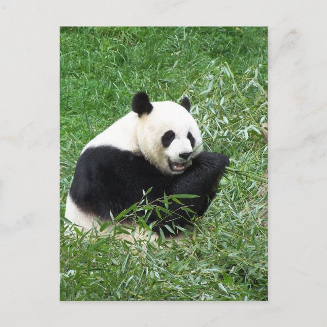 Giant Panda Eating Bamboo Postkarte (Vorderseite)