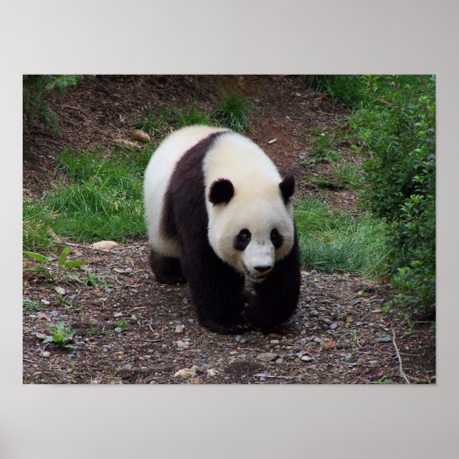 Giant Panda Foto Poster (Vorne)