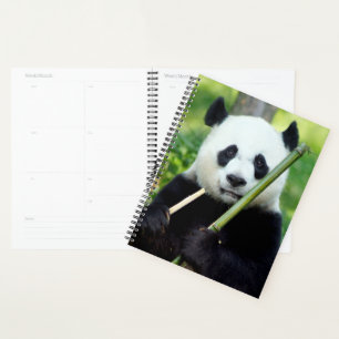 Giant Panda Holding Bamboo Planer