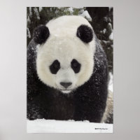 Giant Panda in Snow