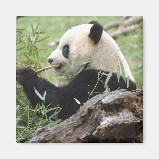 Giant Panda Magnet (Vorne)