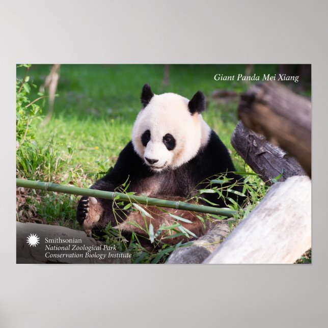 Giant Panda Mei Xiang Poster (Vorne)