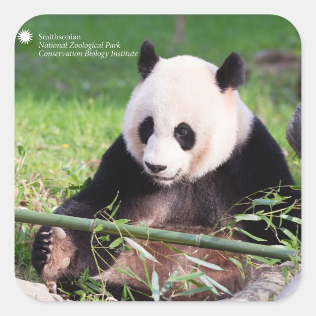 Giant Panda Mei Xiang Quadratischer Aufkleber (Vorderseite)