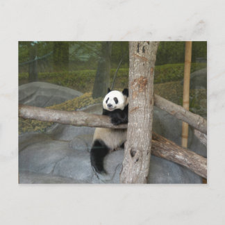 Giant Panda Postcard Postkarte