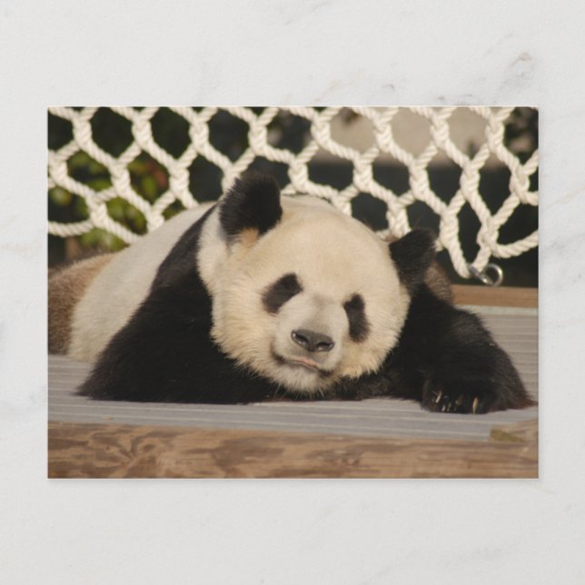 Giant Panda Postcard Postkarte (Vorderseite)