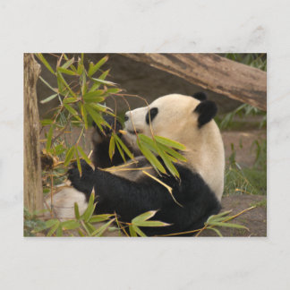 Giant Panda Postcard Postkarte