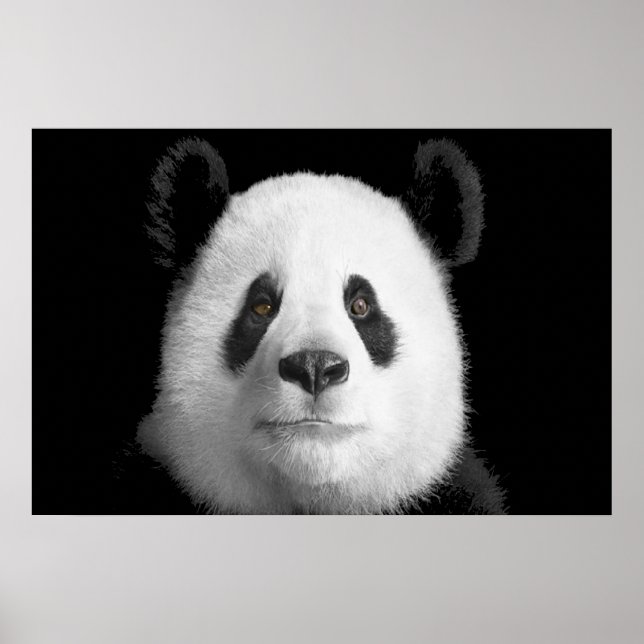 Giant Panda Poster (Vorne)