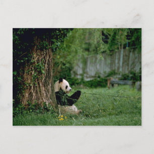 Giant Panda Postkarte