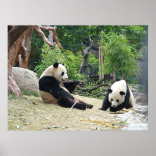 Giant Panda und Bamboo Poster