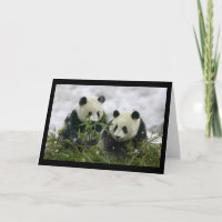 Giant Pandas
