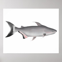 Giant Pangasius