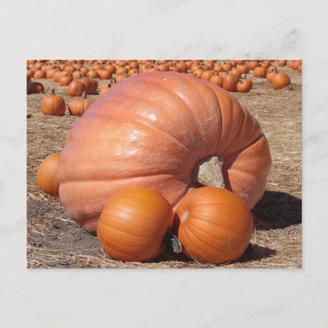Giant Pumpkin Postcard Postkarte (Vorderseite)
