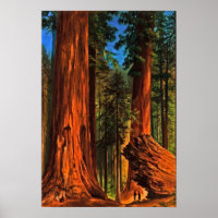 Giant Redwood Forest Trees Yosemite Valley Cali