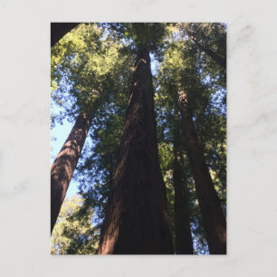 Giant Redwood Trees Postkarte