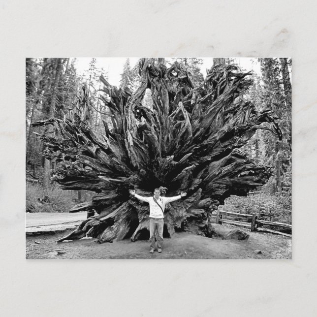 Giant Redwoods - Postkarte (Vorderseite)