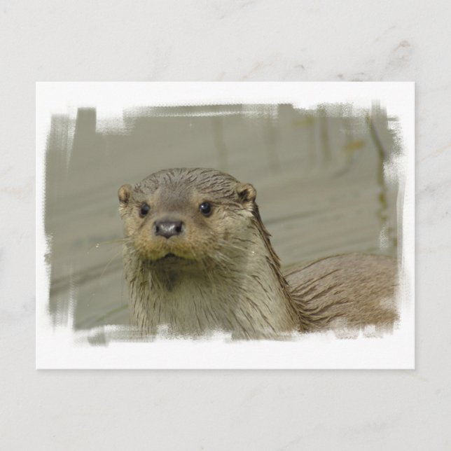 Giant River Otter Postcard Postkarte (Vorderseite)