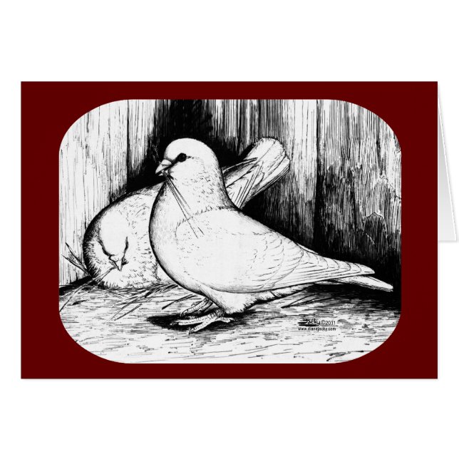 Giant Runt Pigeons (Vorderseite (Horizontal))