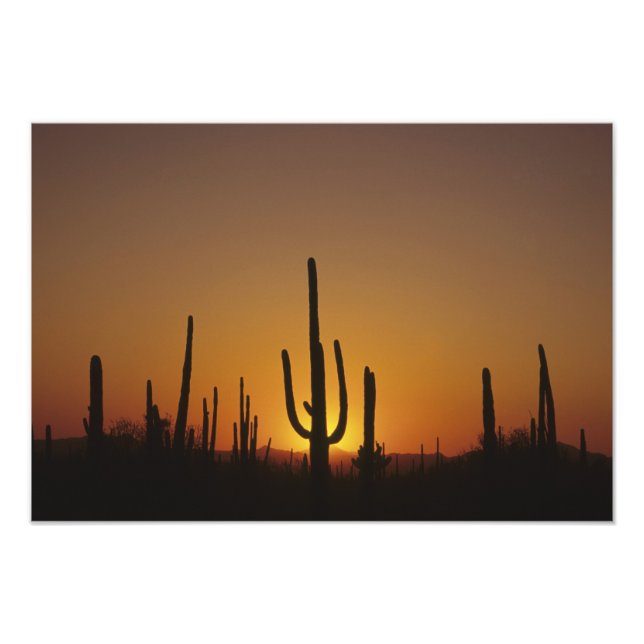 Giant saguaro cactus Cereus giganteus), Fotodruck (Vorne)