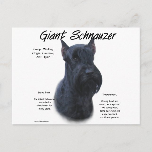 Giant Schnauzer Geschichtsdesign Postkarte (Vorderseite)