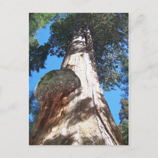 Giant Seqouia Postkarte