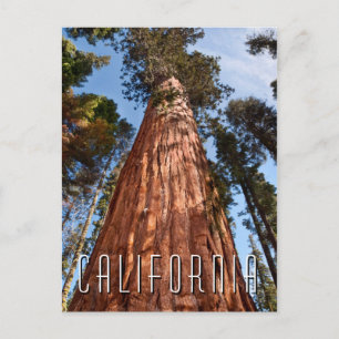 Giant Sequoia Ascends Postkarte