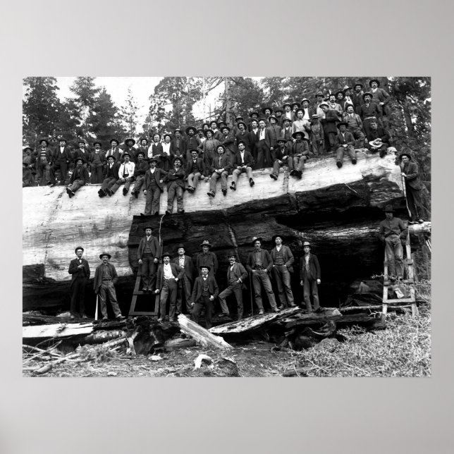 GIANT SEQUOIA LOG PORTRAIT c. 1890 Poster (Vorne)