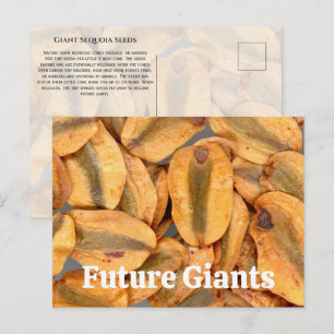 Giant Sequoia Seeds Postkarte
