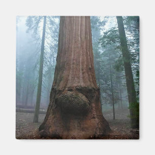 Giant Sequoia Tree in Grant Grove, CA Magnet